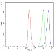 Flow cytometry testing of human ThP-1 cells with EIF4G2 antibody at 1ug/million cells (blocked with goat sera); Red=cells alone, Green=isotype control, Blue= EIF4G2 antibody.
