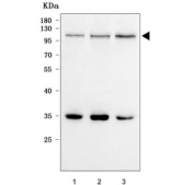 Western blot testing of human 1) HepG2, 2) 293T and 3) HeLa cell lysate with GWL antibody. Predicted molecular weight ~97 kDa but it is commonly observed at 105-115 kDa due to phosphorylation.