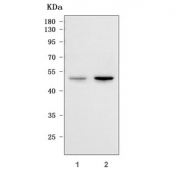 Western blot testing of human 1) SH-SY5Y and 2) 293T cell lysate with RIMKLA antibody. Predicted molecular weight ~43 kDa.