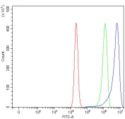 Flow cytometry testing of human RT4 cells with ATG12 antibody at 1ug/million cells (blocked with goat sera); Red=cells alone, Green=isotype control, Blue= ATG12 antibody.