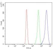 Myeloperoxidase Antibody for FACS / MPO Flow Cytometry Antibody. Flow cytometry analysis of human HL60 cells using Myeloperoxidase Antibody for FACS at 1 ug per million cells following blocking with goat serum. A clear rightward fluorescence shift of the antibody-stained population (blue) relative to the isotype control (green) and unstained cells (red) demonstrates specific intracellular detection of Myeloperoxidase / MPO by flow cytometry.