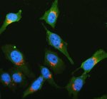 PDXDC1 Antibody HeLa Cell IF. Immunofluorescent staining of human HeLa cells with PDXDC1 Antibody (red) at 5 ug/ml and alpha Tubulin mouse monoclonal antibody (green). Cells were incubated with rabbit anti-PDXDC1 antibody overnight at 4Â°C, followed by Cy3-conjugated goat anti-rabbit IgG and Fluoro488-conjugated anti-mouse IgG secondary antibodies. The section was counterstained with DAPI (blue). PDXDC1 Antibody / Pyridoxal Decarboxylase Domain Protein Antibody demonstrates cytoplasmic staining consistent with PDXDC1 expression and supports studies of pyridoxal-dependent enzyme domain proteins, cellular localization and metabolic regulation pathways.