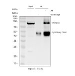 PDXDC1 Antibody HeLa Cell IP. Immunoprecipitation of PDXDC1 from human HeLa whole cell lysate using PDXDC1 Antibody. Lane 1: HeLa input lysate; Lane 2: rabbit control IgG immunoprecipitation; Lane 3: PDXDC1 antibody immunoprecipitation. The immunoprecipitated protein was detected by Western blot using PDXDC1 antibody at 0.5 ug/ml, with a specific band observed at approximately 87 kDa, consistent with the predicted molecular weight of PDXDC1. PDXDC1 Antibody / Pyridoxal Decarboxylase Domain Protein Antibody supports protein interaction studies and analysis of pyridoxal-dependent enzyme domain protein expression.