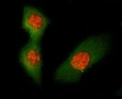 Asc Antibody Mouse RM-1 Cell IF. Immunofluorescent staining of FFPE mouse RM-1 cells using Asc Antibody (red) and Alpha Tubulin monoclonal antibody (green). Asc is detected predominantly within the cytoplasm, consistent with its role as an inflammasome adaptor protein that mediates innate immune signaling, ASC speck formation, and inflammatory caspase activation. Alpha Tubulin staining highlights the microtubule cytoskeleton. Heat-induced epitope retrieval was performed by steaming sections in pH 6 citrate buffer for 20 minutes prior to immunofluorescent staining.