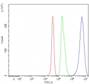 CD3 Gamma Antibody Human JK FACS. Flow cytometric analysis of fixed and permeabilized human JK cells using CD3 gamma antibody at 1 ug/10^6 cells following blocking with goat sera. Red: cells alone. Green: isotype control. Blue: CD3 gamma antibody. The CD3 gamma antibody produces a pronounced rightward shift in fluorescence intensity relative to the isotype control, demonstrating specific detection of this T-cell receptor complex protein involved in antigen recognition and T-cell activation.