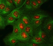 POLR2H Antibody U-2 OS Cell IF. Immunofluorescent staining of FFPE human U-2 OS cells with POLR2H Antibody (red) and alpha Tubulin antibody (green). HIER was performed by steaming tissue sections in pH 6 citrate buffer for 20 minutes prior to staining. POLR2H Antibody / RNA Polymerase II Subunit Antibody demonstrates nuclear staining consistent with RNA Polymerase II Subunit H expression and supports studies of transcription machinery, RNA polymerase complex function and gene expression regulation pathways.