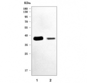 Epcam Antibody Mouse WB. Western blot testing of mouse 1) small intestine and 2) kidney tissue lysate with Epcam antibody. Expected molecular weight: ~35 kDa (unmodified), 40-43 kDa (glycosylated).