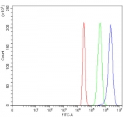 Flow cytometry testing of fixed and permeabilized human 293T cells with RAB39A/B antibody at 1ug/million cells (blocked with goat sera); Red=cells alone, Green=isotype control, Blue= RAB39A/B antibody.