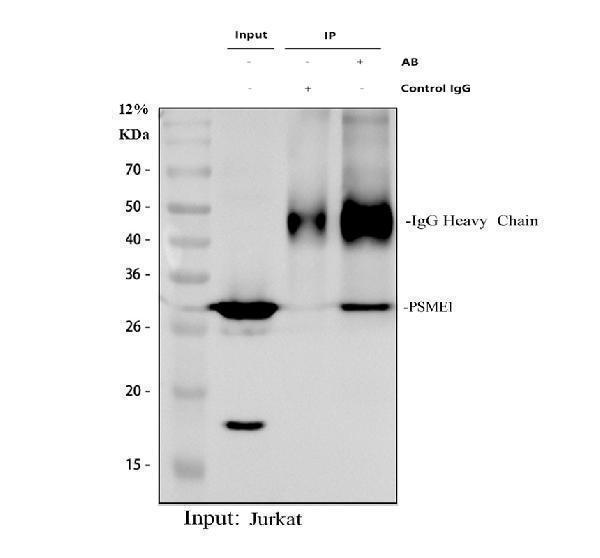 PSME1 Antibody Jurkat Cell IP-WB. Immunoprecipitation of PSME1 from human Jurkat whole cell lysate followed by western blot analysis using PSME1 antibody. Lane 1: Input Jurkat whole cell lysate (30 ug). Lane 2: Immunoprecipitation using rabbit control IgG (negative control). Lane 3: Immunoprecipitation with 2 ug PSME1 antibody from 500 ug Jurkat whole cell lysate. A specific immunoreactive band is detected at approximately 29 kDa, consistent with the predicted molecular weight of PSME1. The enrichment of PSME1 in the immunoprecipitated sample, with no corresponding band in the IgG control, demonstrates the suitability of this immunoproteasome activator antibody for immunoprecipitation and western blot applications.