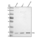 Nebulette Antibody by WB in human cells and mouse lung. Western blot analysis using Nebulette Antibody at 0.25 ug/ml. Lane 1: SH-SY5Y; lane 2: MCF7; lane 3: mouse lung. Samples were separated by 8% SDS-PAGE under reducing conditions, with 30 ug loaded per lane. A prominent immunoreactive band appears near 35 kDa in all three samples, substantially below the calculated 116.5 kDa molecular weight of full-length nebulette. The identity of this lower-molecular-weight species remains unconfirmed. This NEBL Polyclonal Antibody recognizes an approximately 35 kDa protein under the tested conditions.