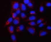 Immunofluorescent staining of FFPE human U-2 OS cells with PPWD1 antibody (red) and DAPI nuclear stain (blue). HIER: steam section in pH6 citrate buffer for 20 min.