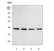 Western blot testing of human 1) 293T, 2) HeLa, 3) Jurkat and 4) HepG2 cell lysate with Protor-1 antibody. Predicted molecular weight: 31-45 kDa (multiple isoforms).