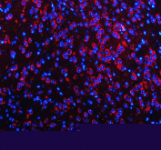 Immunofluorescent staining of FFPE mouse brain tissue with NECAB1 antibody (red) and DAPI nuclear stain (blue). HIER: steam section in pH8 EDTA for 20 min.