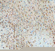 Immunohistochemical staining of FFPE mouse brain tissue with NECAB1 antibody, HRP-secondary and DAB substrate. HIER: boil tissue sections in pH8 EDTA for 20 min and allow to cool before testing.