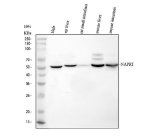 NAPRT Antibody Human, Rat and Mouse WB. Western blot analysis of NAPRT Antibody / NAD Salvage Pathway Enzyme Antibody detected endogenous NAPRT in cell and tissue lysates. Lane 1: human HeLa cells; Lane 2: rat liver; Lane 3: rat small intestine; Lane 4: mouse liver; Lane 5: mouse small intestine. A rabbit polyclonal NAPRT antibody was used at 0.5 ug/ml. A specific band is detected at approximately 58 kDa, consistent with the predicted molecular weight of NAPRT. This NAPRT Antibody, a NAD Salvage Pathway Enzyme Antibody, demonstrates cross-species reactivity and is suitable for studies of NAD biosynthesis, nicotinic acid metabolism and cellular bioenergetics.