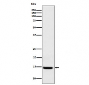 GAL1 Antibody HEK293 WB. Western blot analysis of human HEK293 cell lysate using GAL1 antibody. A strong, distinct immunoreactive band is detected at approximately 14 kDa, corresponding to the expected molecular weight of Galectin-1 (LGALS1). Galectin-1 is a beta-galactoside-binding lectin involved in cell adhesion, immune regulation, apoptosis, angiogenesis, and glycan-mediated signaling pathways. The clean single-band staining pattern supports the specificity of the GAL1 antibody for detection of endogenous Galectin-1 protein by western blot analysis. Predicted molecular weight: ~14 kDa.