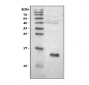 MART-1 Antibody Mouse Heart WB. Western blot testing of mouse heart tissue lysate with MART-1 antibody. Predicted molecular weight ~13 kDa, commonly observed at 13-20 kDa.