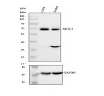 NR2C2 Antibody by WB in U2OS and Jurkat cells. Western blot analysis of human U2OS and Jurkat whole-cell lysates using NR2C2 Antibody at 0.5 ug/ml. Lane 1 contains U2OS lysate and lane 2 contains Jurkat lysate, with 30 ug protein loaded per lane and separated by 10% SDS-PAGE under reducing conditions. Both samples show a prominent NR2C2 band at approximately 68 kDa, compared with the calculated molecular weight of 65.4 kDa. An additional band near 37 kDa is visible in the Jurkat lane. GAPDH is shown as a loading control. This Testicular Receptor 4 Antibody recognizes NR2C2 in two human cell lines.