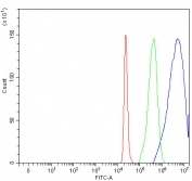 MMP19 Antibody 293T Flow Cytometry. Flow cytometric analysis of fixed and permeabilized human 293T cells using MMP19 antibody demonstrates a pronounced rightward shift of the blue histogram (MMP19 antibody) relative to the green histogram (isotype control) and red histogram (cells alone), consistent with expression of Matrix Metalloproteinase 19 (MMP19). MMP19 is a tissue remodeling protein that regulates extracellular matrix turnover, cellular migration, and interactions between cells and their surrounding microenvironment. The observed staining pattern supports detection of endogenous MMP19 expression and demonstrates the utility of this antibody for studies of extracellular matrix regulation, tissue remodeling, and remodeling-associated cellular signaling pathways. Cells were fixed, permeabilized, and stained with 1 ug antibody per million cells following blocking with goat sera.