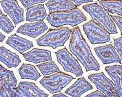 Maltase-glucoamylase Antibody Mouse Colon IHC. Immunohistochemistry analysis of FFPE mouse colon tissue using Maltase-glucoamylase Antibody / MGAM Antibody. Heat induced antigen retrieval was performed by boiling tissue sections in pH 8 EDTA buffer for 20 minutes prior to staining. Strong apical staining is observed along intestinal epithelial cells, consistent with MGAM localization as a brush border digestive enzyme. These results support the use of Maltase-glucoamylase Antibody / MGAM Antibody for studying carbohydrate digestion, intestinal epithelial function and gastrointestinal metabolism pathways.
