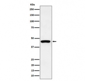 Western blot testing of human HepG2 cell lysate with Keratin 19 antibody. Predicted molecular weight ~43 kDa.