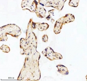 IHC staining of FFPE human placental tissue with GCLM antibody. HIER: boil tissue sections in pH8 EDTA for 20 min and allow to cool before testing.