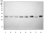 Prostaglandin Reductase 1 Antibody Western Blot. Western blot analysis of human HeLa (lane 1), HepG2 (lane 2), A549 (lane 3), RT4 (lane 4), SiHa (lane 5), HaCaT (lane 6), Caco-2 (lane 7), and PC-3 (lane 8) cell lysates using Prostaglandin Reductase 1 Antibody demonstrates bands at approximately 33-36 kDa, consistent with the predicted molecular weights of the two known PTGR1 isoforms. PTGR1 is a NADP-dependent oxidoreductase involved in prostaglandin and leukotriene metabolism, contributing to the regulation of eicosanoid signaling pathways associated with inflammation, oxidative stress responses, and lipid mediator turnover. Detection of the expected molecular weight bands across multiple human cell lines supports expression of PTGR1 and the suitability of this antibody for western blot applications.