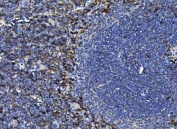 IHC staining of FFPE mouse spleen tissue with Adgre1 antibody. HIER: boil tissue sections in pH8 EDTA for 20 min and allow to cool before testing.