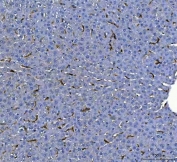 IHC staining of FFPE rat liver tissue with Adgre1 antibody. HIER: boil tissue sections in pH8 EDTA for 20 min and allow to cool before testing.