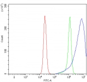 Prostaglandin Reductase 2 Antibody RT4 Cell FACS. Flow cytometry analysis of fixed and permeabilized human RT4 cells using Prostaglandin Reductase 2 Antibody demonstrates a clear rightward shift of the positive cell population (blue) relative to the isotype control (green), consistent with intracellular expression of PTGR2. PTGR2 is a cytoplasmic oxidoreductase involved in prostaglandin metabolism and eicosanoid signaling regulation. Cells were blocked with goat serum prior to staining. Red=cells alone; Green=isotype control; Blue=Prostaglandin Reductase 2 antibody.