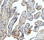 NME6 Antibody Human Placenta IHC. IHC staining of FFPE human placenta tissue was performed with NME6 Antibody at 2 ug/ml following heat-induced epitope retrieval in pH 8 EDTA buffer. HRP-conjugated secondary antibody and DAB were used for detection. NME6 staining is observed in placental villi, with predominantly cytoplasmic staining in trophoblast cells. This NME6 Antibody demonstrates localization of Nucleoside Diphosphate Kinase 6 in human placenta tissue.