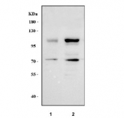 Western blot testing of human 1) U-2 OS and 2) K562 cell lysate with MICAL-like protein 2 antibody. Predicted molecular weight ~98 kDa with multiple smaller isoforms including ~75 kDa and ~71 kDa.