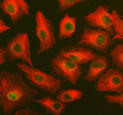 Immunofluorescent staining of FFPE human A549 cells with PUS7 antibody (green) and Alpha Tubulin mAb (red). HIER: steam section in pH6 citrate buffer for 20 min.