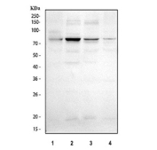 Western blot testing of human 1) K562, 2) MCF7, 3) HeLa and 4) 293T cell lysate with PUS7 antibody. Predicted molecular weight ~75 kDa.
