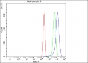 J Chain Antibody A431 FACS. Flow cytometry analysis of fixed and permeabilized human A431 cells using J Chain antibody demonstrates a rightward shift in fluorescence intensity compared to the isotype control, consistent with intracellular detection of JCHAIN / IGJ, a secretory immunoglobulin-associated protein involved in plasma cell biology and polymeric antibody assembly; red histogram represents cells alone, green histogram represents isotype control, and blue histogram represents J Chain antibody staining.