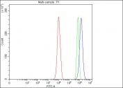 Flow cytometry testing of fixed and permeabilized human PC-3 cells with AF10 antibody at 1ug/million cells (blocked with goat sera); Red=cells alone, Green=isotype control, Blue= AF10 antibody.