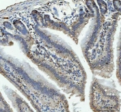 IHC staining of FFPE mouse colon tissue with RPL18 antibody. HIER: boil tissue sections in pH8 EDTA for 20 min and allow to cool before testing.