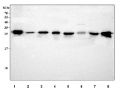 Western blot testing of 1) human Caco-2, 2) human A431, 3) human 293T, 4) human MCF7, 5) rat liver, 6) rat RH35, 7) mouse liver and 8) mouse NIH 3T3 cell lysate with IDI1 antibody. Predicted molecular weight ~26 kDa.