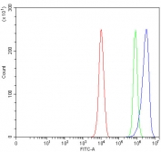 Flow cytometry testing of fixed and permeabilized human PC-3 cells with Angulin-2 antibody at 1ug/million cells (blocked with goat sera); Red=cells alone, Green=isotype control, Blue= Angulin-2 antibody.