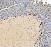 IHC staining of FFPE rat cerebellum tissue with Pellino-3 antibody. HIER: boil tissue sections in pH8 EDTA for 20 min and allow to cool before testing.