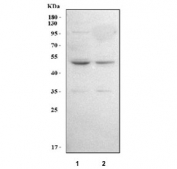 Western blot testing of human 1) A549 and 2) 293T cell lysate with LPLAT7 antibody. Predicted molecular weight ~43 kDa.