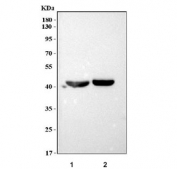 Western blot testing of 1) mouse heart and 2) mouse skeletal muscle tissue lysate with FBXO32 antibody. Predicted molecular weight ~42 kDa.