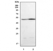 PARD6B Antibody WB. Western blot testing of human 1) HeLa and 2) 293T cell lysate with PARD6B antibody. Predicted molecular weight ~41 kDa.