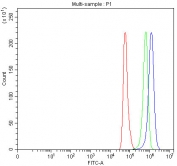 Flow cytometry testing of fixed and permeabilized human HeLa cells with ICAM5 antibody at 1ug/million cells (blocked with goat sera); Red=cells alone, Green=isotype control, Blue= ICAM5 antibody.
