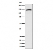 Western blot testing of human U-87 MG cell lysate with CDH10 antibody. Predicted molecular weight ~88 kDa but may be observed at higher molecular weights due to glycosylation.