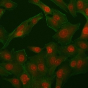 Immunofluorescent staining of FFPE human A549 cells with PHF11 antibody (red) and Phalloidin (green). HIER: steam section in pH6 citrate buffer for 20 min.