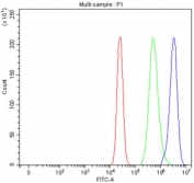 Flow cytometry testing of fixed and permeabilized human MCF-7 cells with ITPK1 antibody at 1ug/million cells (blocked with goat sera); Red=cells alone, Green=isotype control, Blue= ITPK1 antibody.
