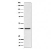 Western blot testing of human U-87 MG cell lysate with C3orf38 antibody. Predicted molecular weight ~37 kDa.