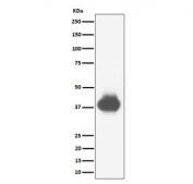 CD32A/B/C Antibody U937 WB. Western blot analysis of human U937 cell lysate using CD32A/B/C Antibody / Pan-FCGR2 Immune Receptor. A broad immunoreactive band is detected near 34-40 kDa, consistent with the expected glycosylation-dependent migration pattern of FCGR2 family proteins including CD32A/FCGR2A, CD32B/FCGR2B, and CD32C/FCGR2C. These low-affinity Fc gamma receptors function in immune complex recognition, leukocyte activation, and regulation of antibody-mediated immune signaling pathways.