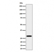 Western blot testing of human HeLa cell lysate with Peflin antibody. Predicted molecular weight ~30 kDa.